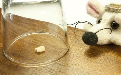 Stuffed mouse with a coin on his head looking at a lost tooth under a cup